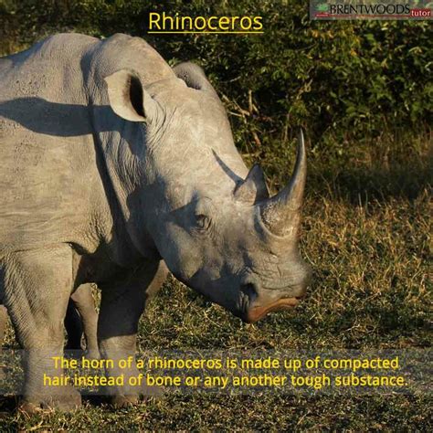 are rhino horns made out of similar to human fingernails